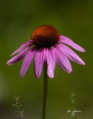 Glade Coneflower