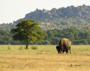 Buffalo and tree at Wichita Mountains