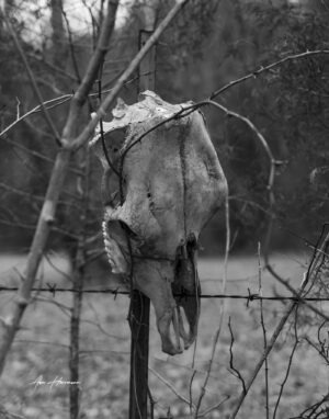 Steer Skull
