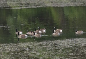 Canadian Geese at Eureka Springs