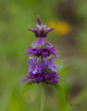Wildflowers