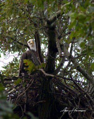Wildlife